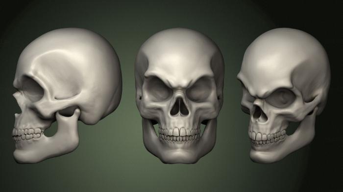 Anatomy of skeletons and skulls (ANTM_1629) 3D model for CNC machine